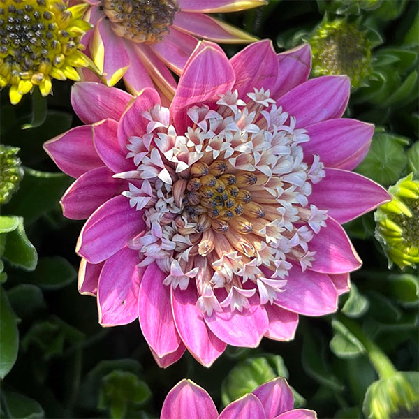 オステオスペルマム（ダブル）：3Dピンクバイカラー3.5号ポット