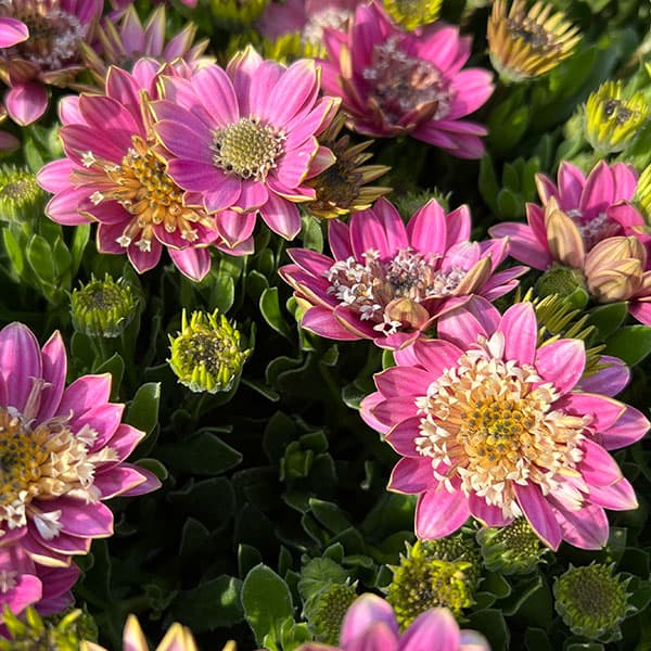 オステオスペルマム（ダブル）：3Dピンクバイカラー3.5号ポット