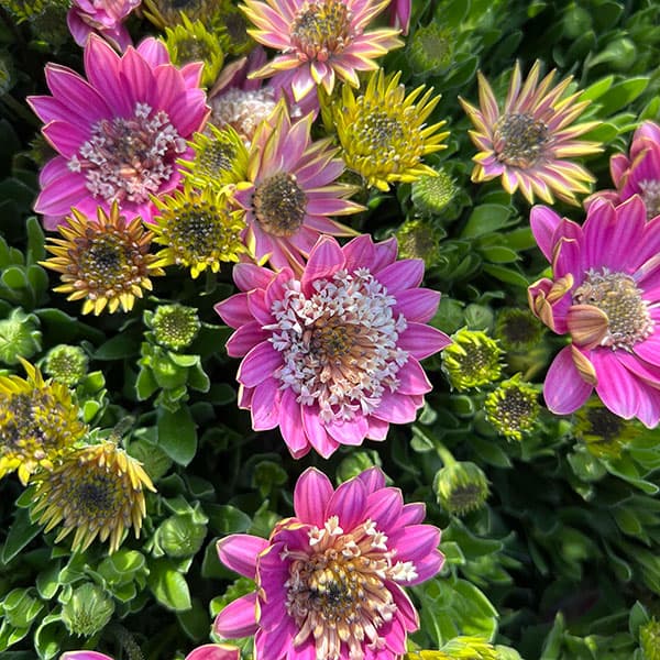 オステオスペルマム（ダブル）：3Dピンクバイカラー3.5号ポット