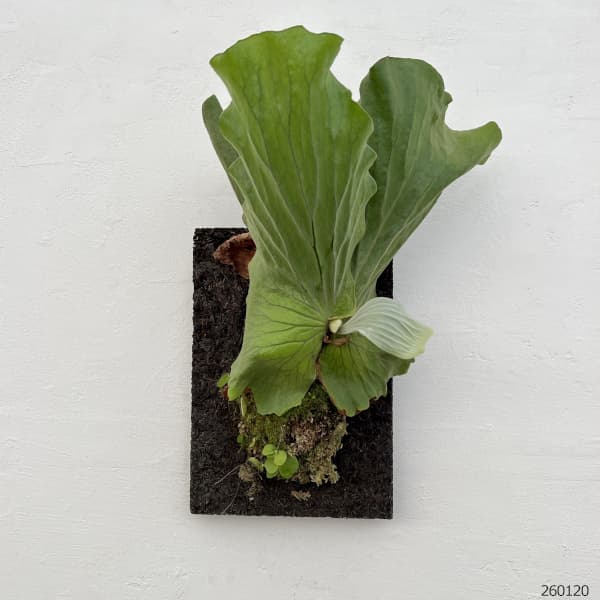 ビカクシダ(コウモリラン):エレファントティス/本ヘゴ仕立て 26-02