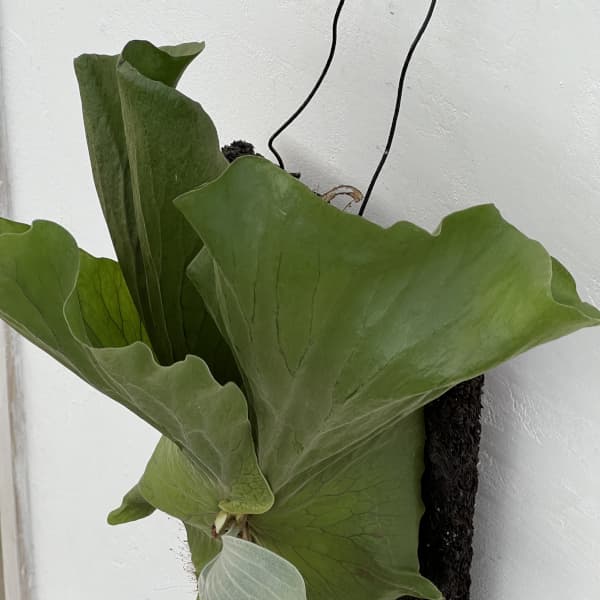 ビカクシダ(コウモリラン):エレファントティス/本ヘゴ仕立て 26-02