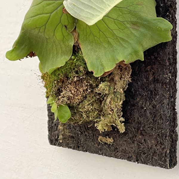 ビカクシダ(コウモリラン):エレファントティス/本ヘゴ仕立て 26-02