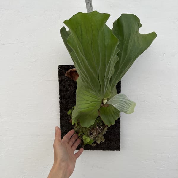 ビカクシダ(コウモリラン):エレファントティス/本ヘゴ仕立て 26-02