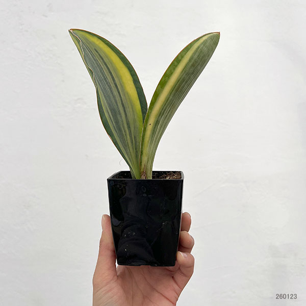 サンセベリア:マッソニアーナ(斑入り) 3号鉢入り