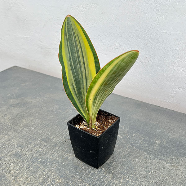 サンセベリア:マッソニアーナ(斑入り) 3号鉢入り