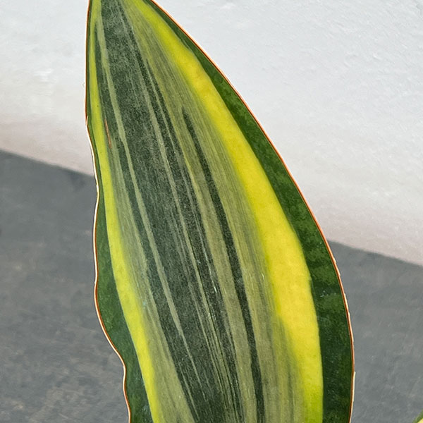 サンセベリア:マッソニアーナ(斑入り) 3号鉢入り