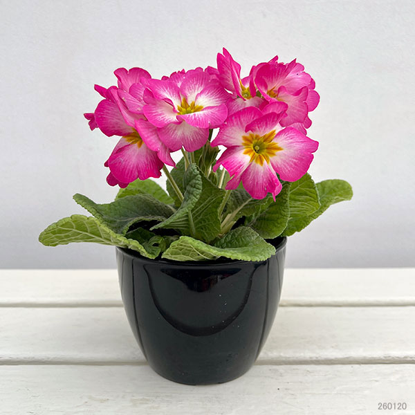 プリムラ：巨大輪・ピンク系4号ポット