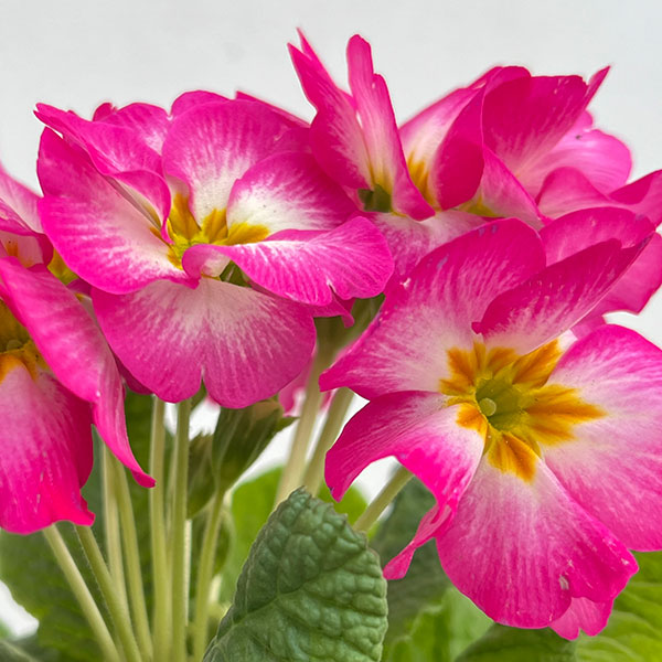 プリムラ：巨大輪・ピンク系4号ポット