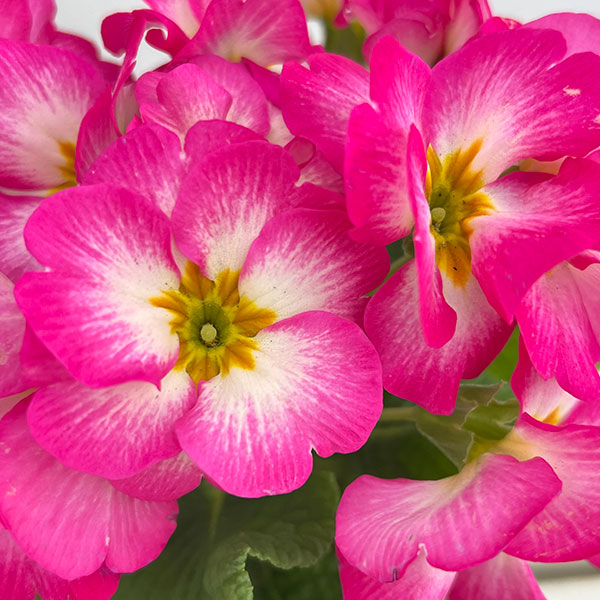 プリムラ：巨大輪・ピンク系4号ポット