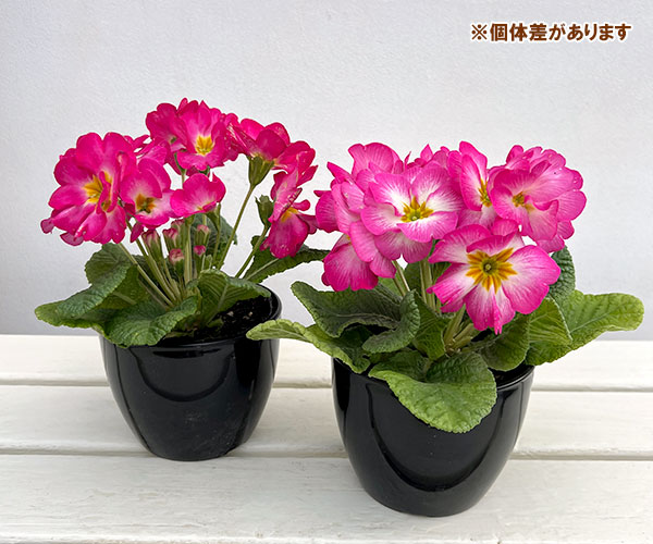プリムラ：巨大輪・ピンク系4号ポット