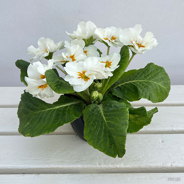 プリムラ：巨大輪・ホワイト系4号ポット