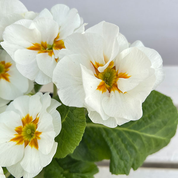 プリムラ：巨大輪・ホワイト系4号ポット