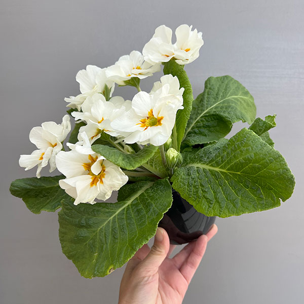 プリムラ：巨大輪・ホワイト系4号ポット