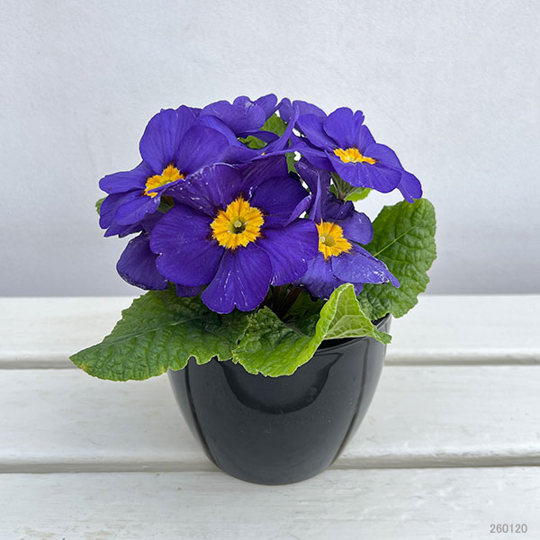 プリムラ：巨大輪・ブルー系4号ポット