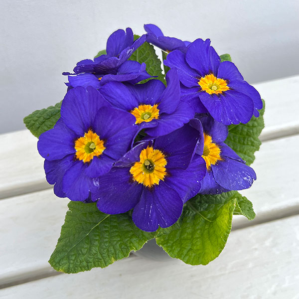 プリムラ：巨大輪・ブルー系4号ポット