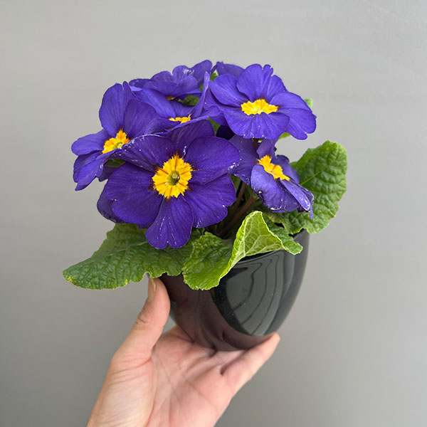 プリムラ：巨大輪・ブルー系4号ポット