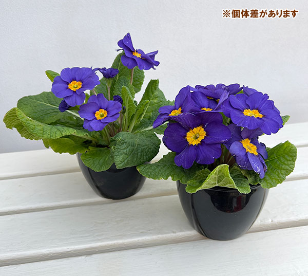 プリムラ：巨大輪・ブルー系4号ポット