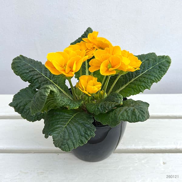 プリムラ：巨大輪・イエロー系4号ポット