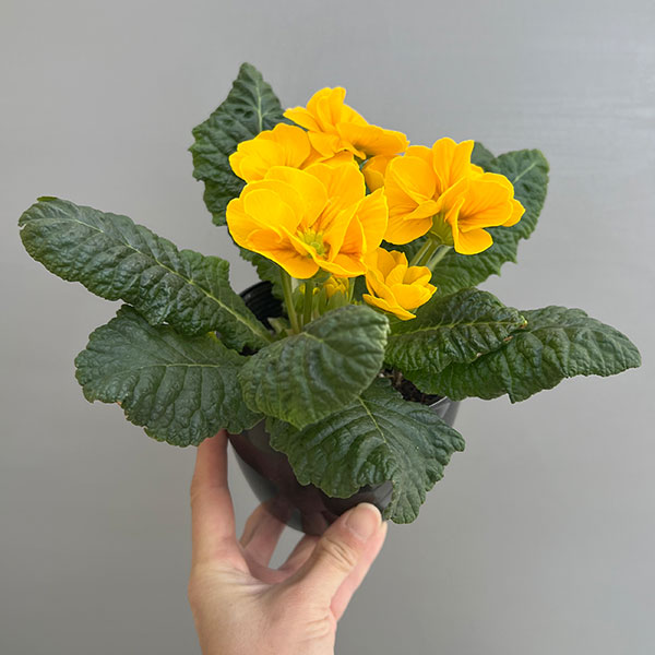 プリムラ：巨大輪・イエロー系4号ポット