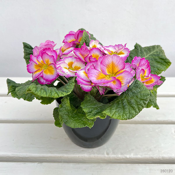 プリムラ：巨大輪・パープル系4号ポット