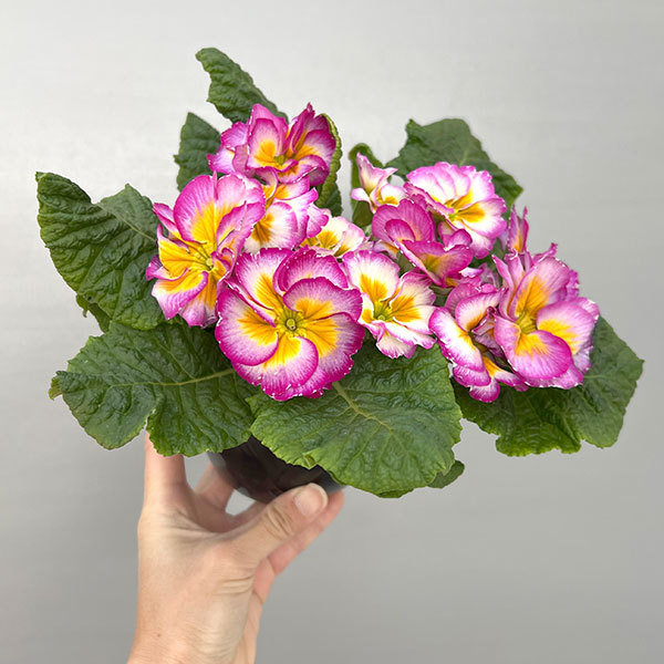 プリムラ：巨大輪・パープル系4号ポット