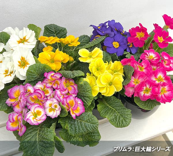 プリムラ：巨大輪・レモン系4号ポット