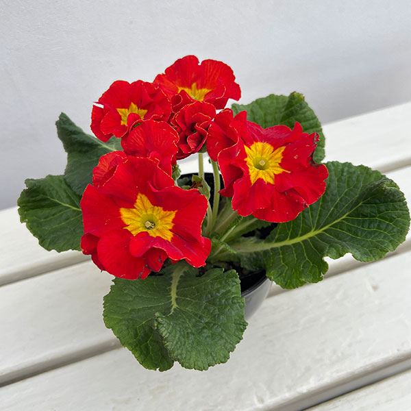 プリムラ：巨大輪・レッド系4号ポット