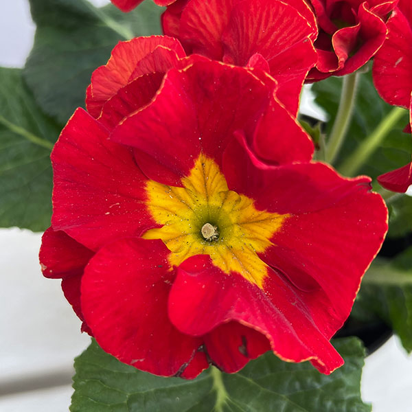 プリムラ：巨大輪・レッド系4号ポット