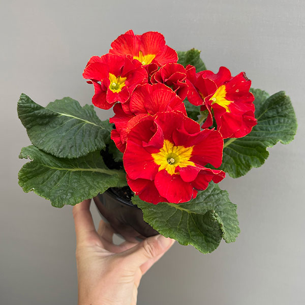 プリムラ：巨大輪・レッド系4号ポット