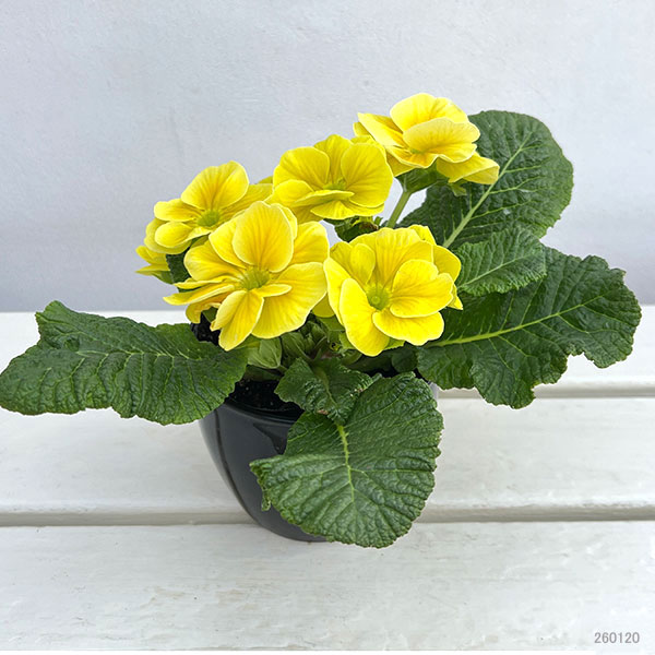 プリムラ：巨大輪・レモン系4号ポット