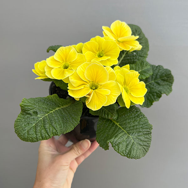 プリムラ：巨大輪・レモン系4号ポット