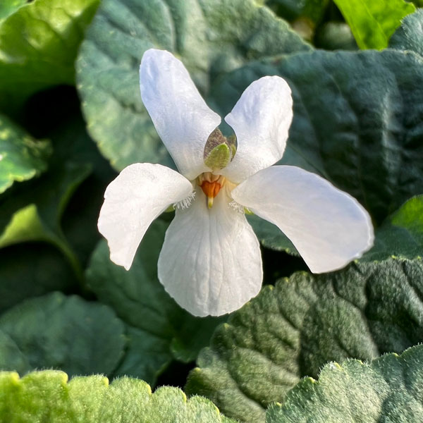 ニオイスミレ：ロイヤルウェディング（純白）3-3.5号ポット