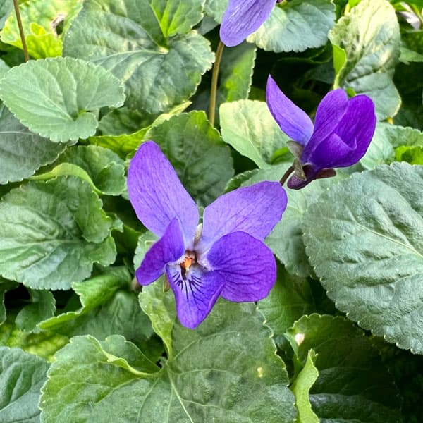 ニオイスミレ：ケーニギンシャルロッテ（青紫）3-3.5号ポット