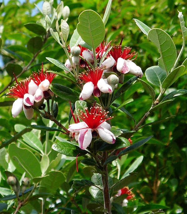 フェイジョア:パイナップルジェム4号ポット