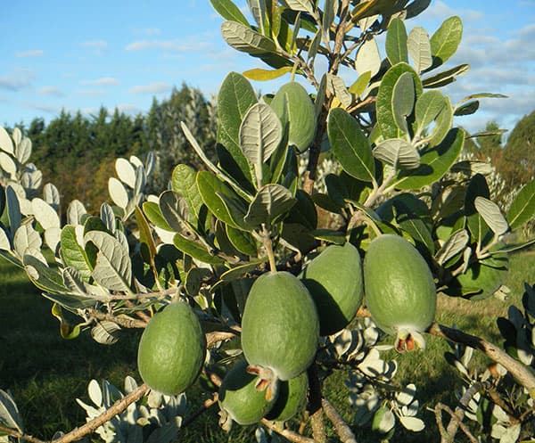 フェイジョア:パイナップルジェム4号ポット