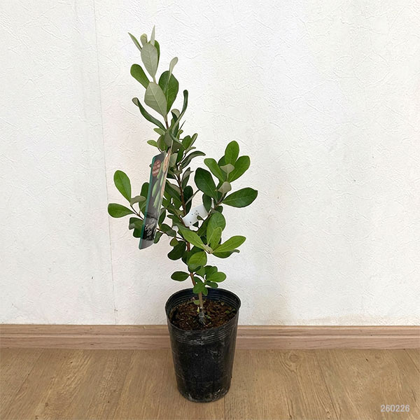 フェイジョア:パイナップルジェム4号ポット