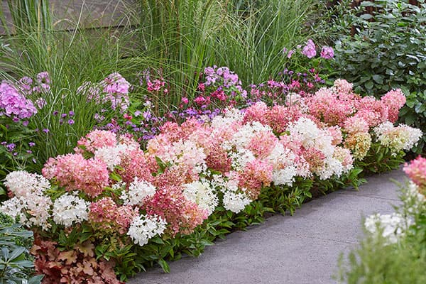 [26年4月下旬予約]ノリウツギ（糊空木）：グラウンドブレイカー ブラッシュ4号ポット