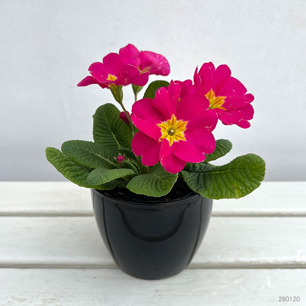 プリムラ：巨大輪・ローズピンク系4号ポット