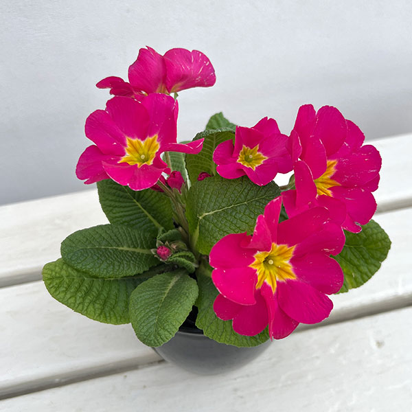 プリムラ：巨大輪・ローズピンク系4号ポット