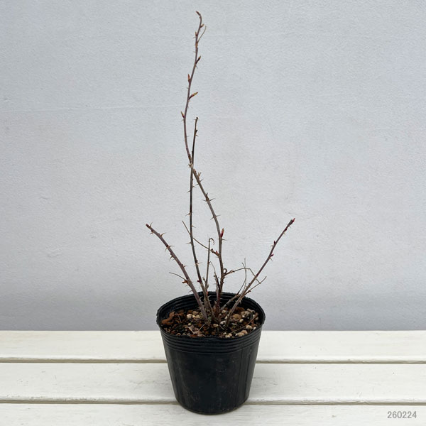 ハマナス（バラ）：＆#29611;瑰（マイカイ）4号ポット