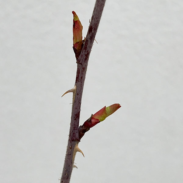 ハマナス（バラ）：＆#29611;瑰（マイカイ）4号ポット