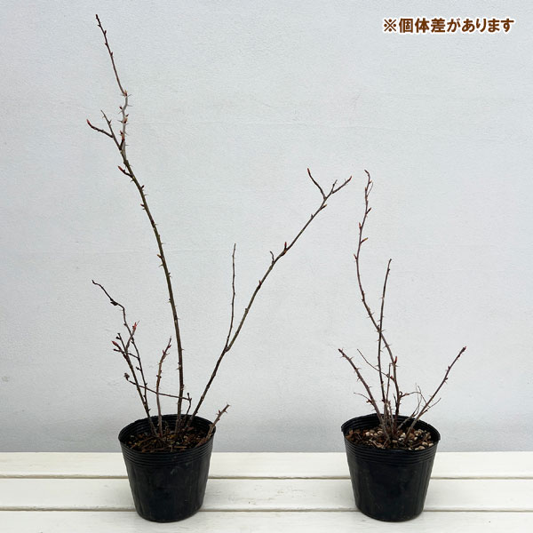 ハマナス（バラ）：＆#29611;瑰（マイカイ）4号ポット