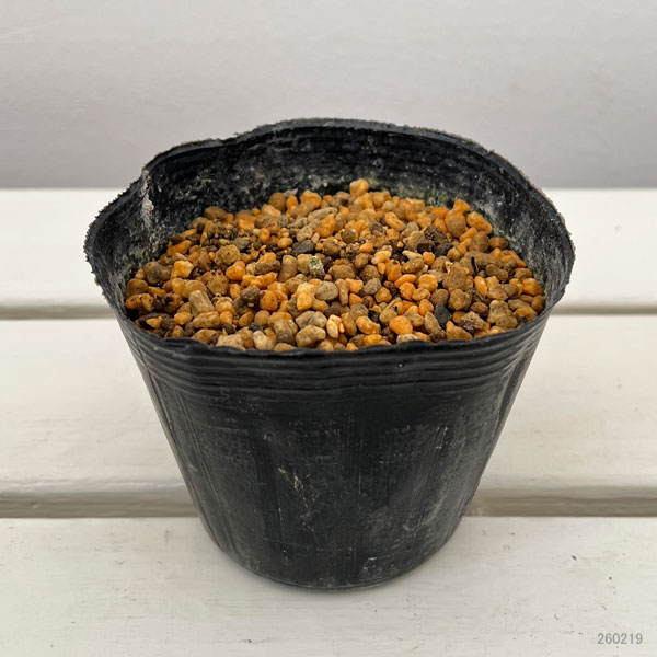 レンゲショウマ（蓮華升麻）：青軸 3.5号ポット