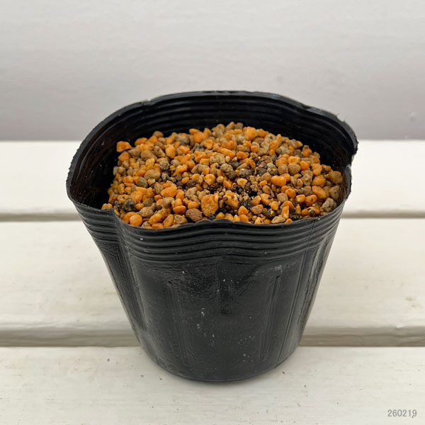 レンゲショウマ（蓮華升麻）：八重咲 3.5号ポット