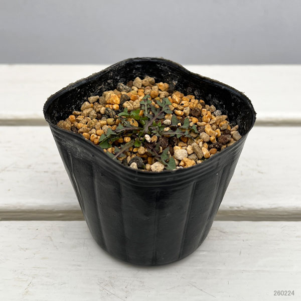 タンポポ：シロバナタンポポ 3号ポット