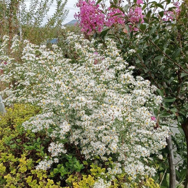 [26年2月中下旬予約]アスター：ピロサム　プリングレイ3.5号ポット