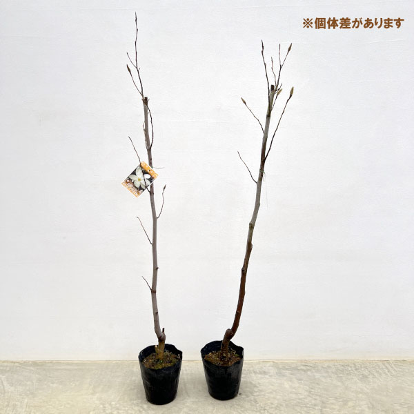 コブシ：ワダスメモリー4.5号ポット