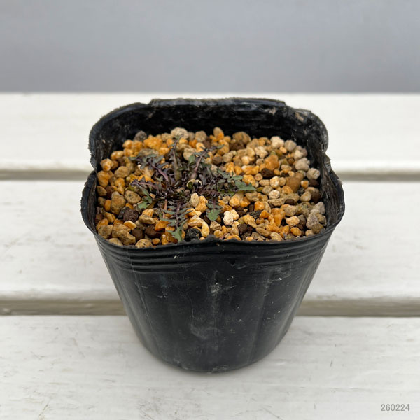 タンポポ：レモンタンポポ 3号ポット