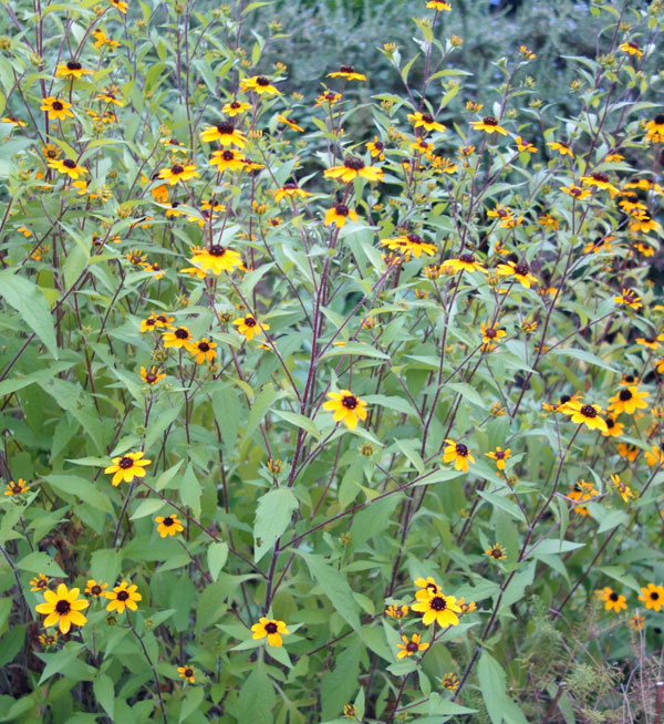 [26年2月中下旬予約]ルドベキア：サブトメントーサ3.5号ポット