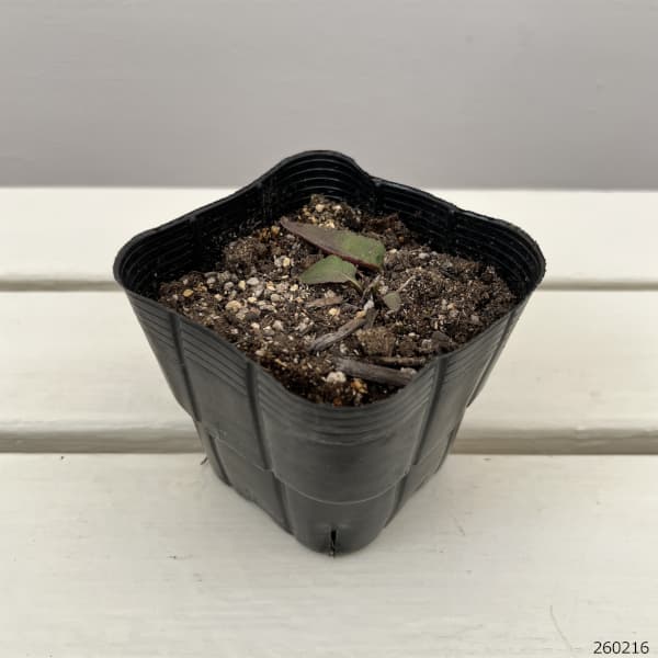 ルドベキア：サブトメントーサ3.5号ポット